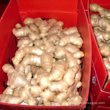 China New Crop Dry Ginger 50-100g